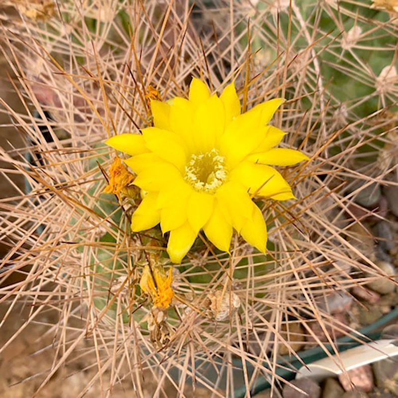 Cactus Weingartia Mix seeds - 10
