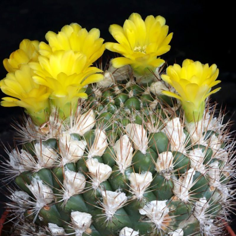 Cactus Weingartia Mix seeds - 10