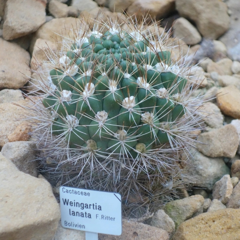 Cactus Weingartia Mix seeds - 10