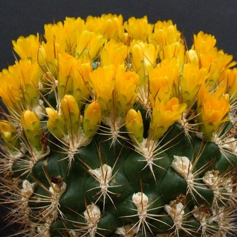 Cactus Weingartia Mix seeds - 10