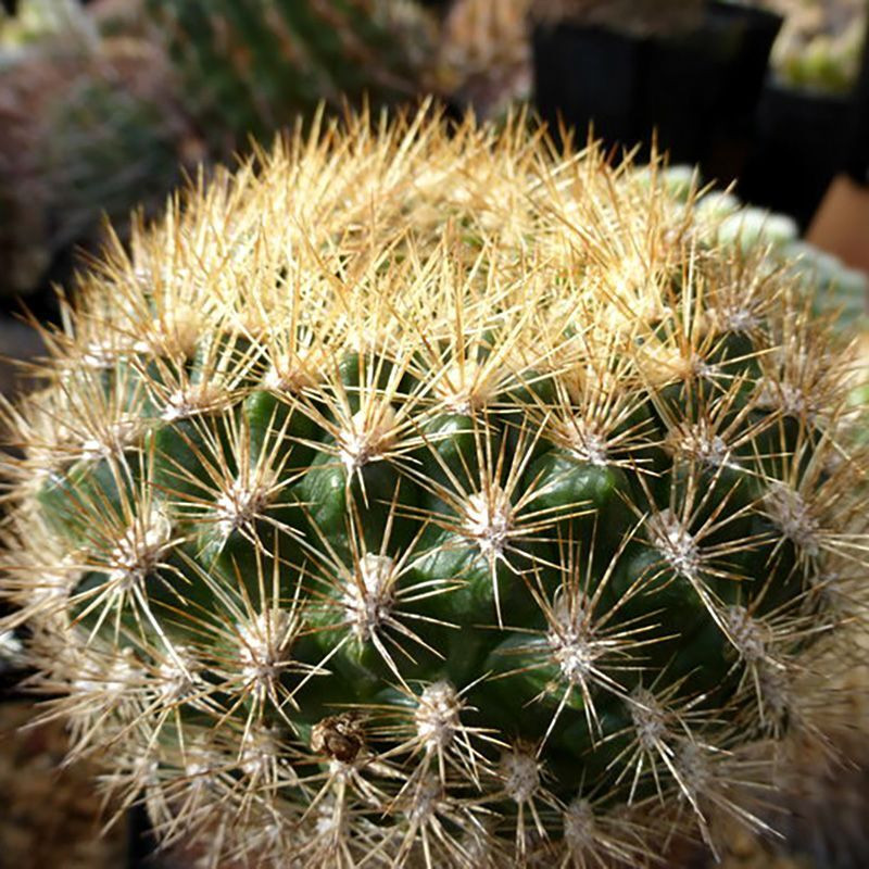 Cactus Weingartia Mix seeds - 10