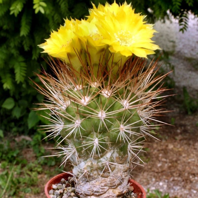 Cactus Weingartia Mix seeds - 10