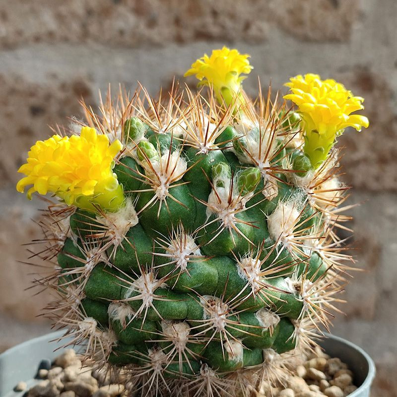 Cactus Weingartia Mix seeds - 10
