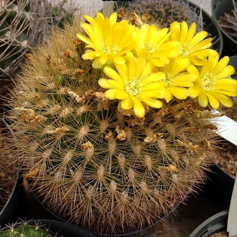 Cactus Weingartia Mix seeds - 10