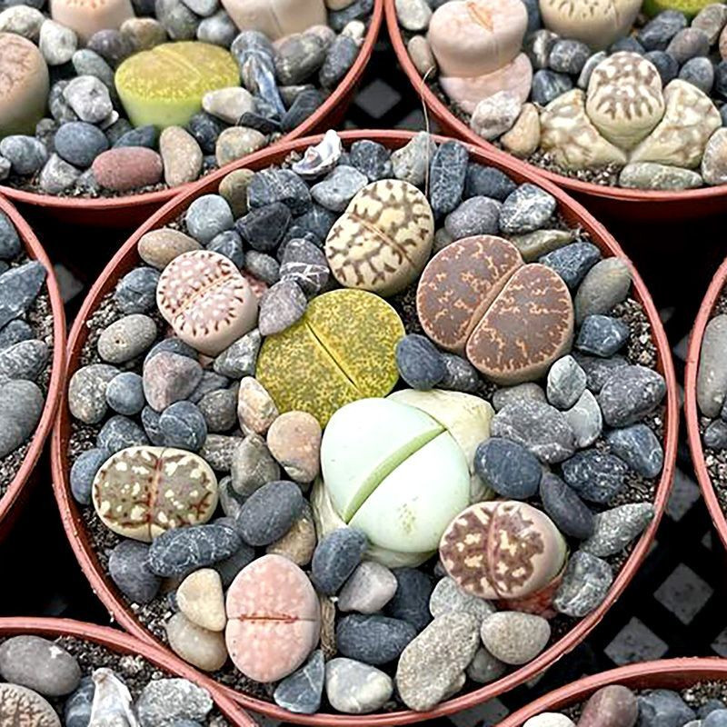 Succulent Lithops Mix seeds - 10