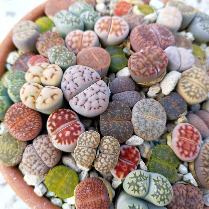 Succulent Lithops Mix seeds - 10