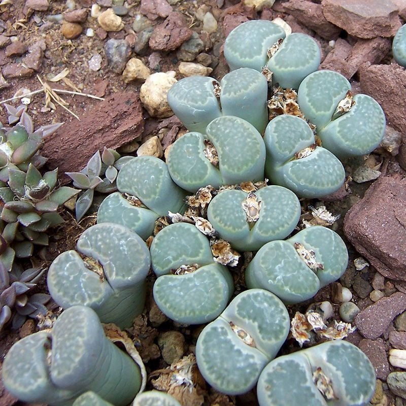 Succulent Lithops Mix seeds - 10