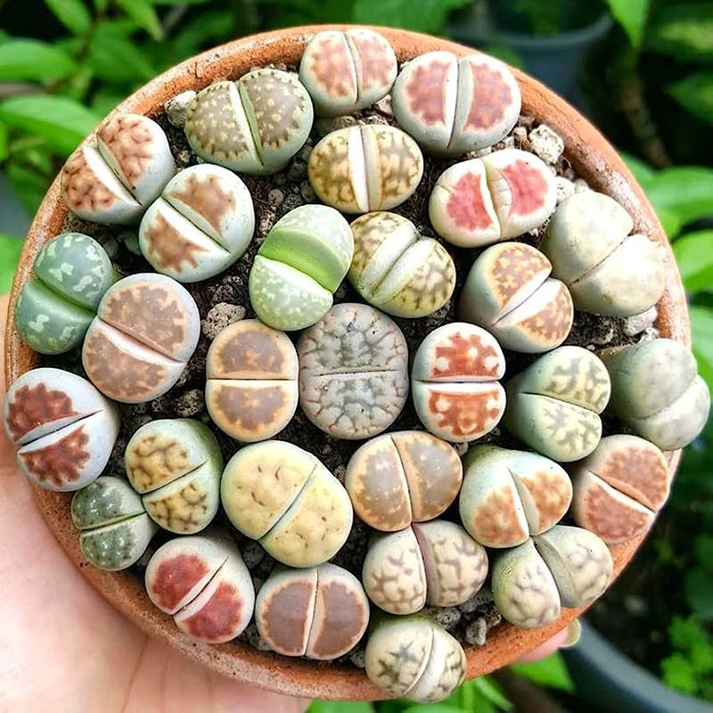 Succulent Lithops Mix seeds - 10