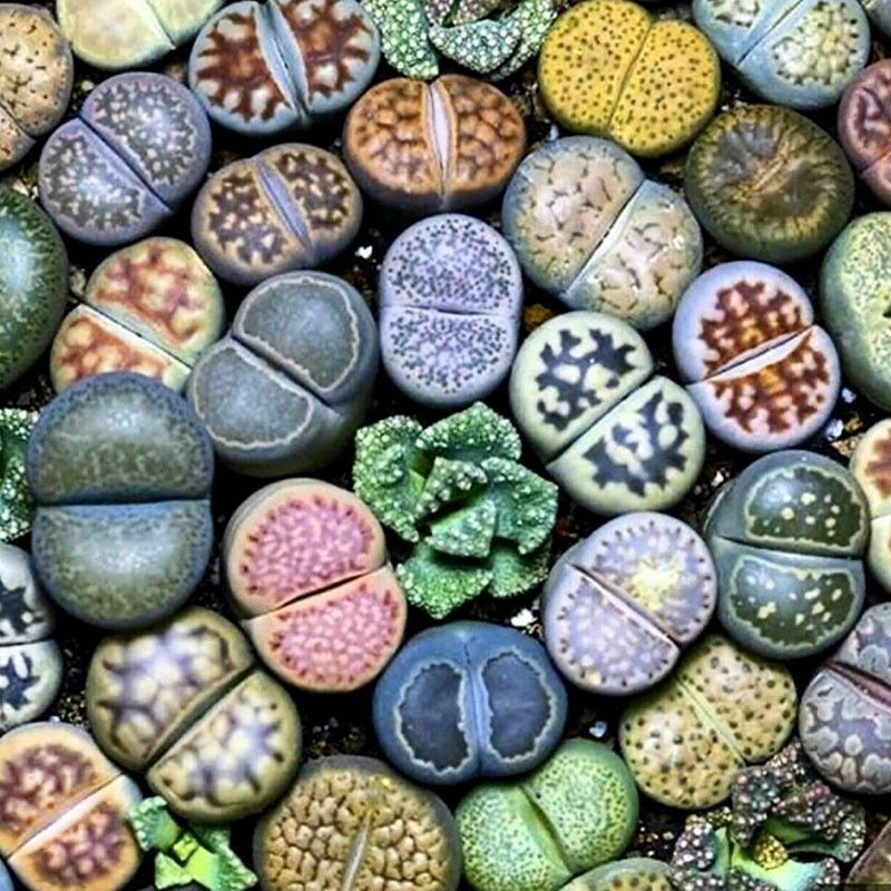 Succulent Lithops Mix seeds - 10