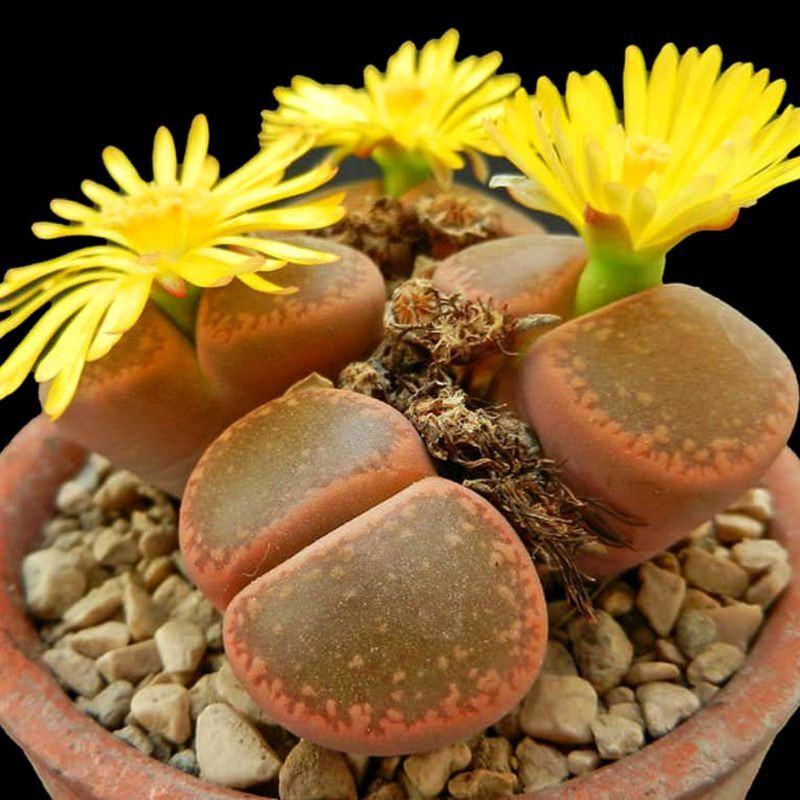 Succulent Lithops Mix seeds - 10