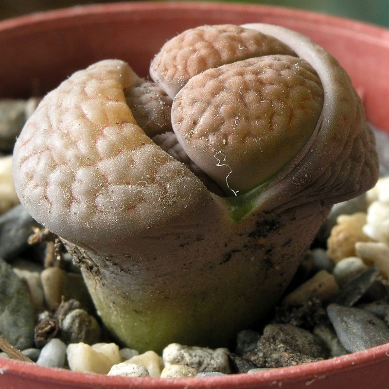 Succulent Lithops Mix seeds - 10