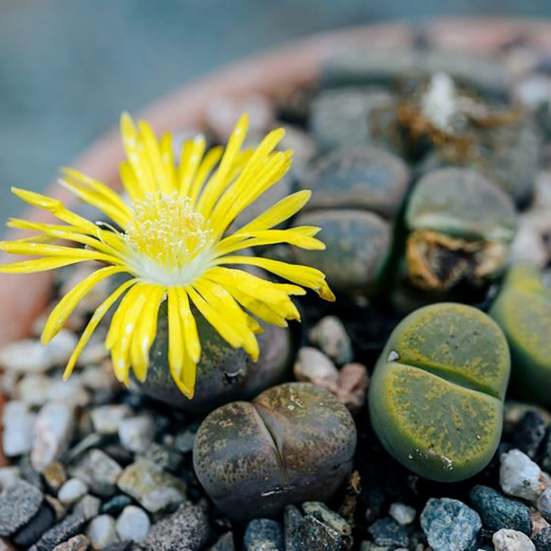 Succulent Lithops Mix seeds - 10