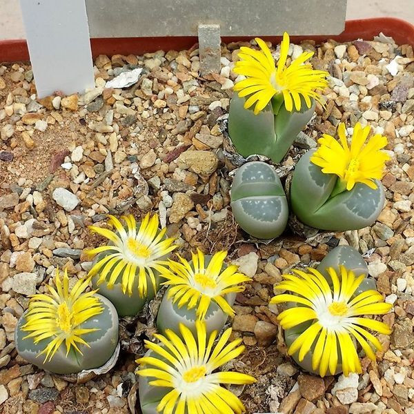 Succulent Lithops Mix seeds - 10