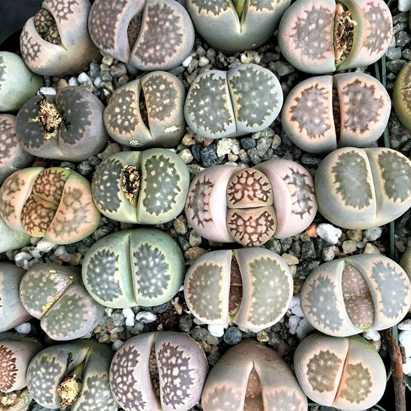 Succulent Lithops Mix seeds - 10