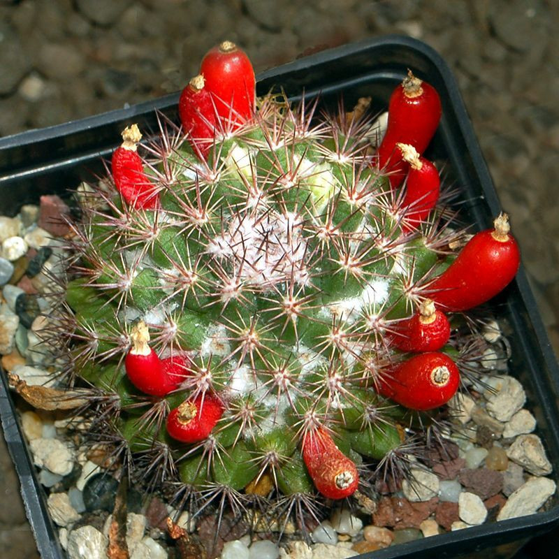 Mammillaria mammillaris seeds (Woolly Nipple Cactus) - 10