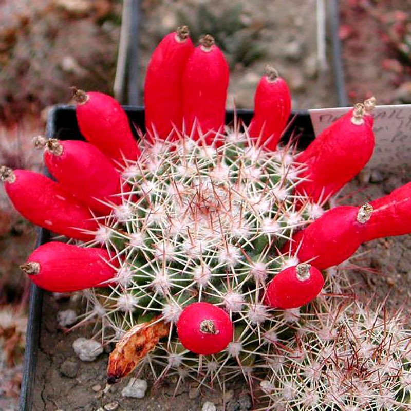 Mammillaria mammillaris seeds (Woolly Nipple Cactus) - 10