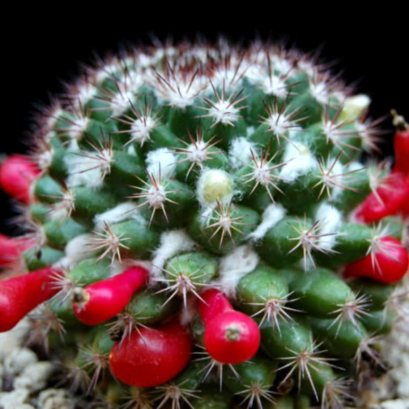 Mammillaria mammillaris seeds (Woolly Nipple Cactus) - 10