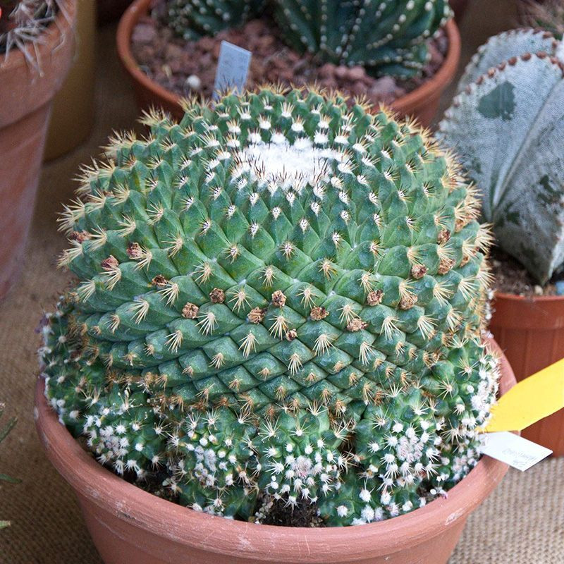 Mammillaria mammillaris seeds (Woolly Nipple Cactus) - 10