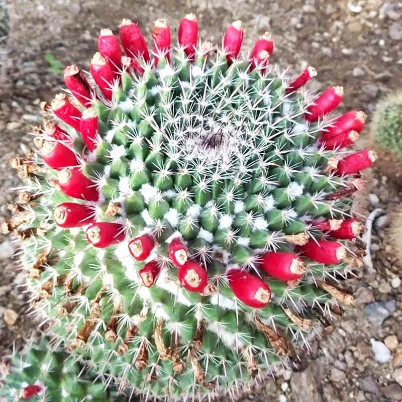 Mammillaria mammillaris seeds (Woolly Nipple Cactus) - 10