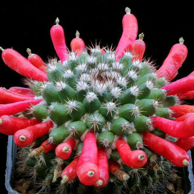 Mammillaria mammillaris seeds (Woolly Nipple Cactus) - 10
