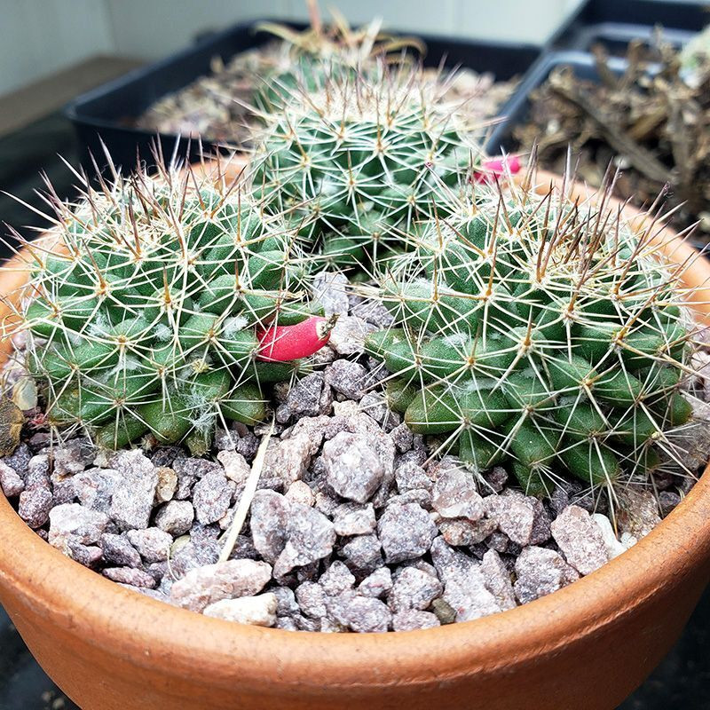 Mammillaria mammillaris seeds (Woolly Nipple Cactus) - 10