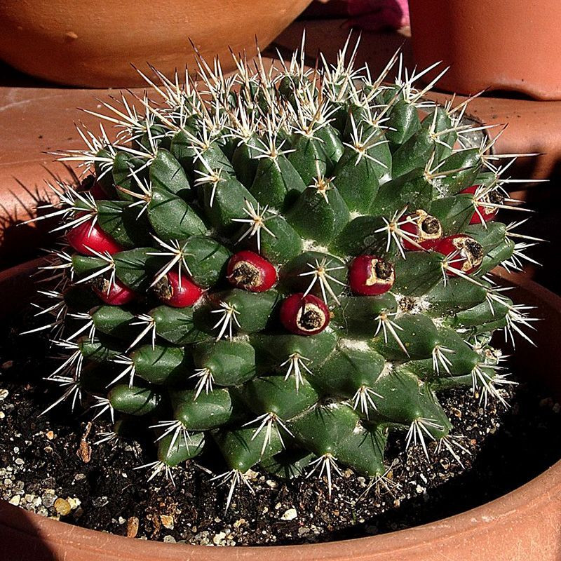 Mammillaria mammillaris seeds (Woolly Nipple Cactus) - 10