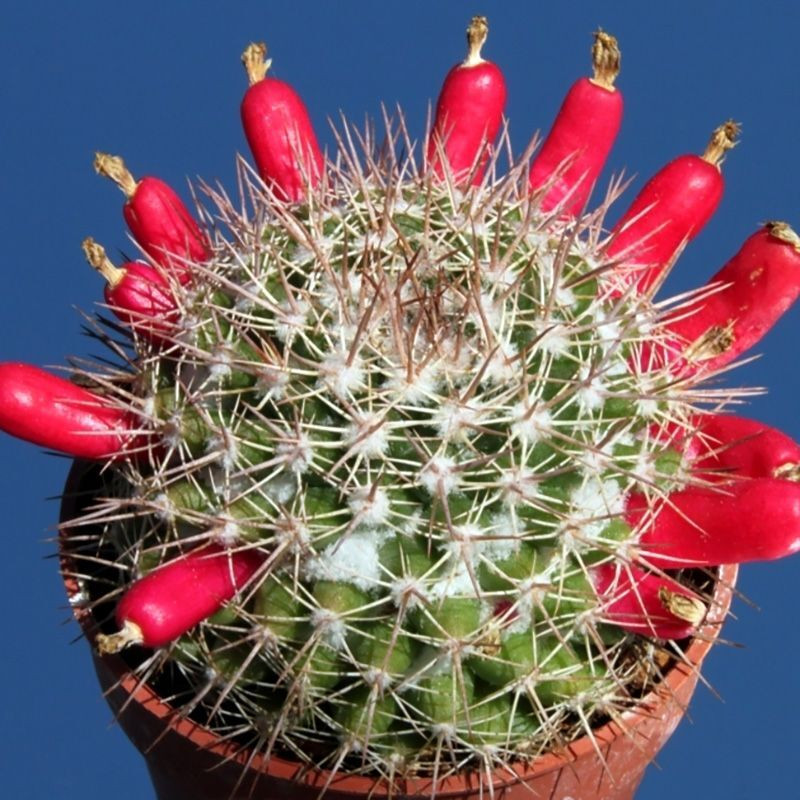 Mammillaria mammillaris seeds (Woolly Nipple Cactus) - 10