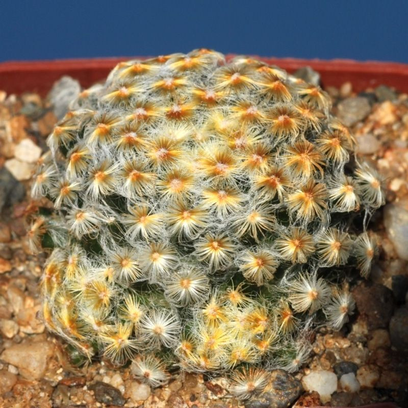 Mammillaria Schiedeana Mix seeds - 10