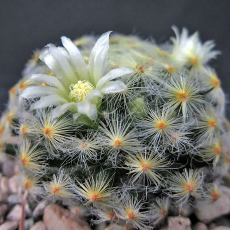 Mammillaria Schiedeana Mix seeds - 10