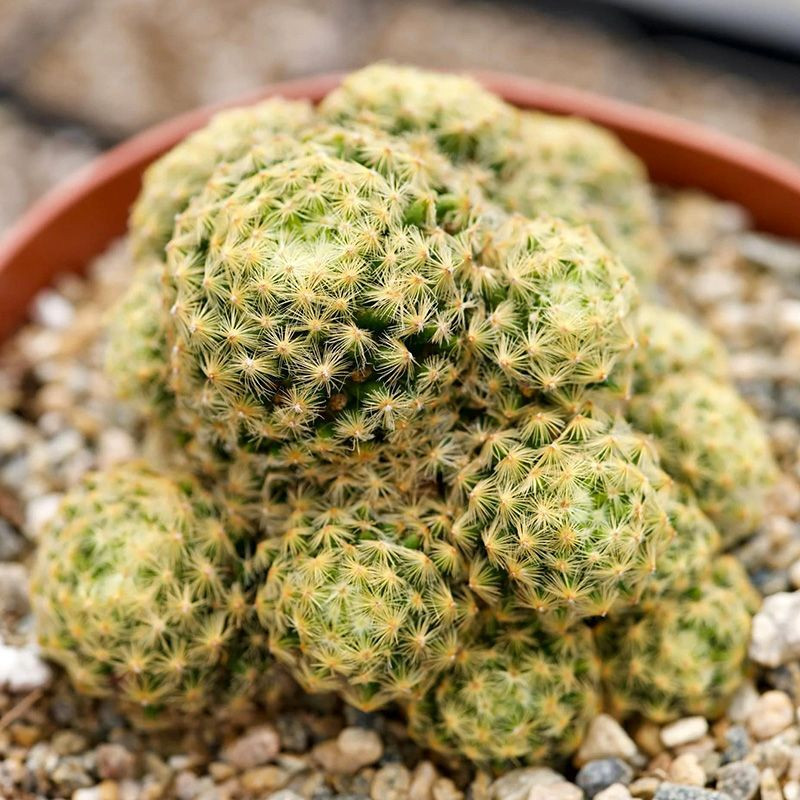Mammillaria Schiedeana Mix seeds - 10