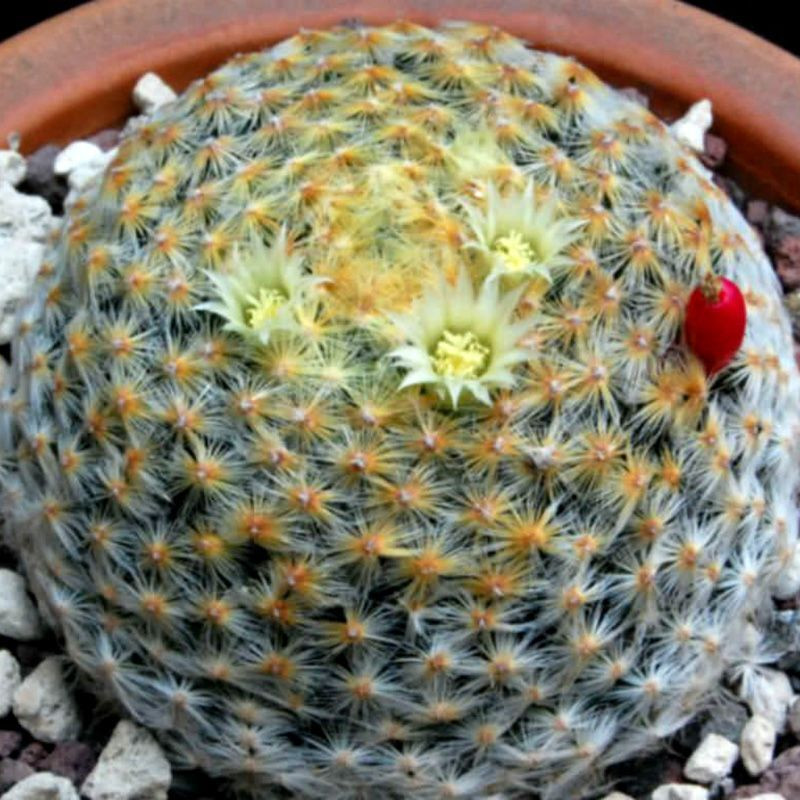 Mammillaria Schiedeana Mix seeds - 10