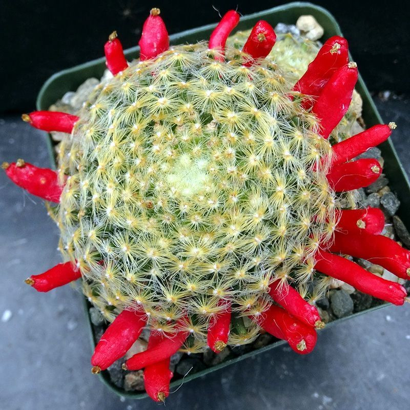 Mammillaria Schiedeana Mix seeds - 10