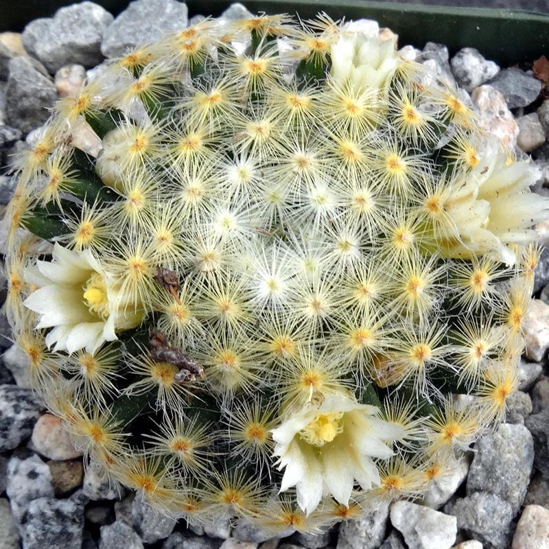 Mammillaria Schiedeana Mix seeds - 10