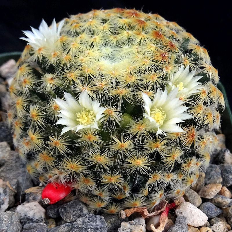 Mammillaria Schiedeana Mix seeds - 10