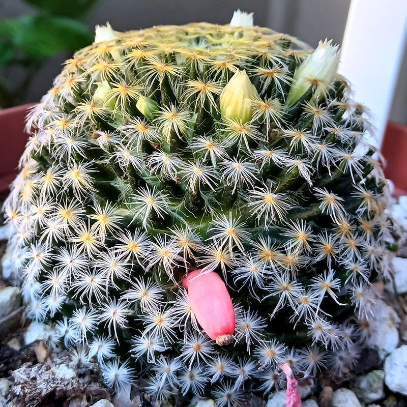 Mammillaria Schiedeana Mix seeds - 10