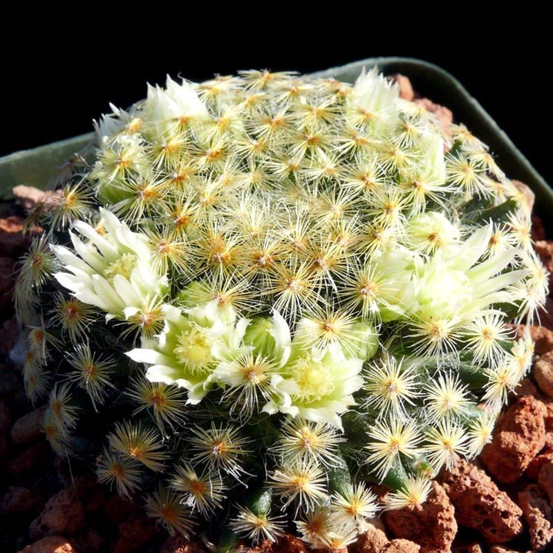 Mammillaria Schiedeana Mix seeds - 10