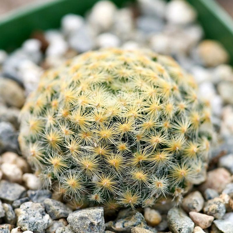 Mammillaria Schiedeana Mix seeds - 10
