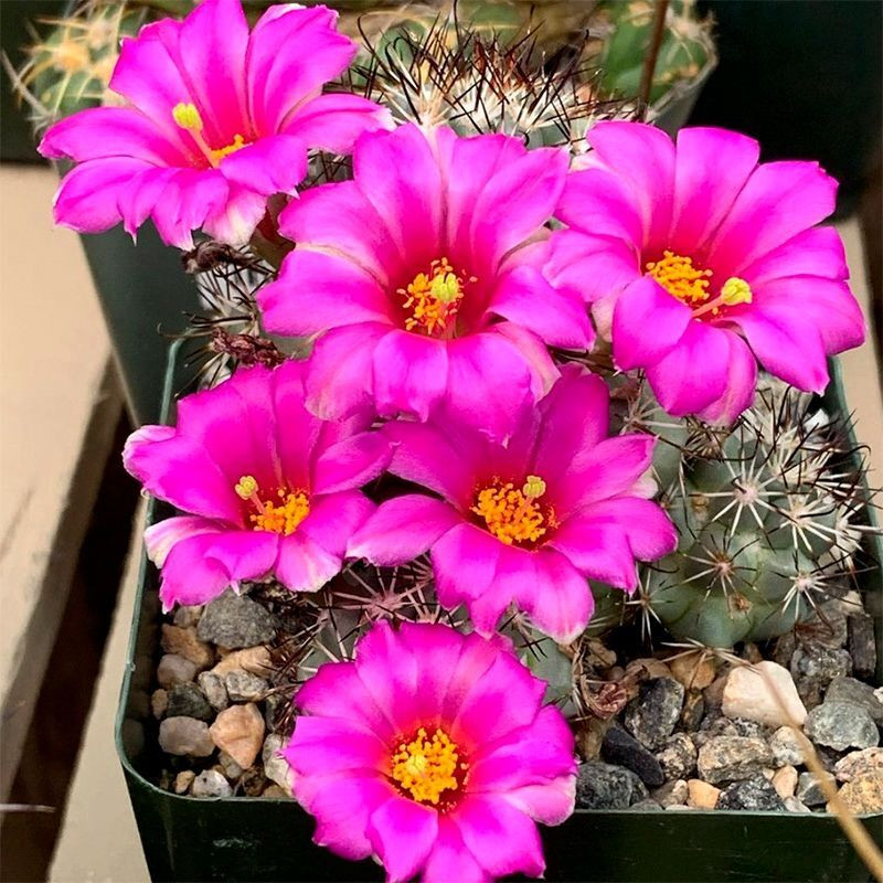 Mammillaria Schumannii seeds - 10