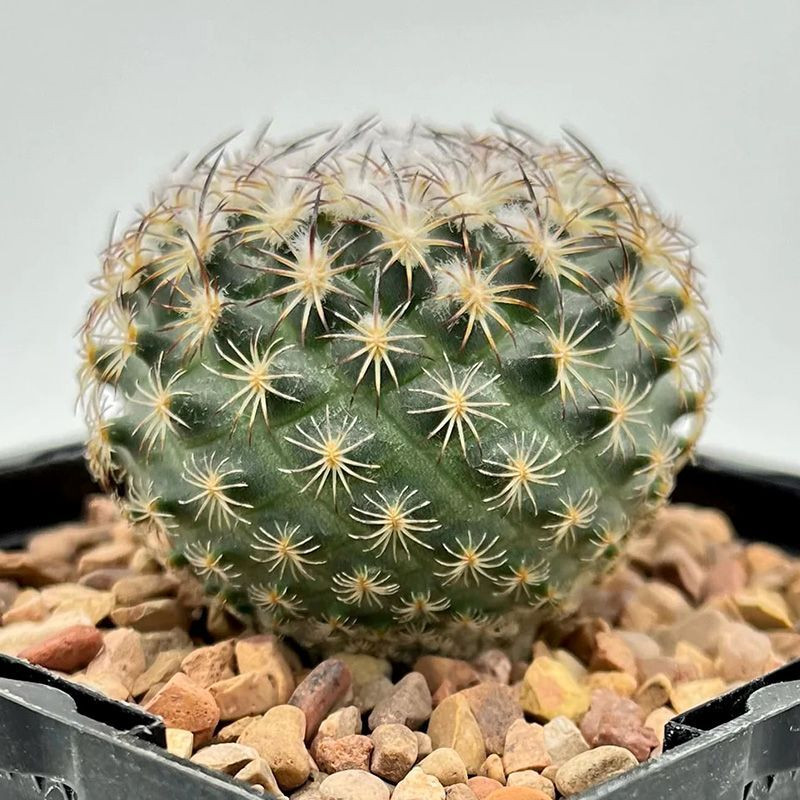 Mammillaria Schumannii seeds - 10