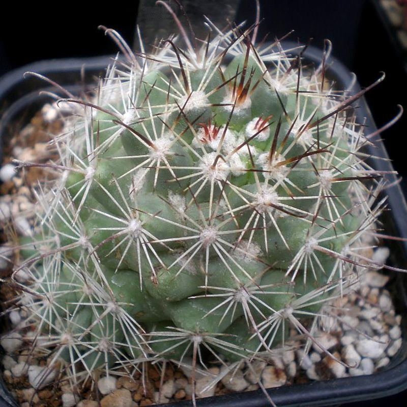 Mammillaria Schumannii seeds - 10