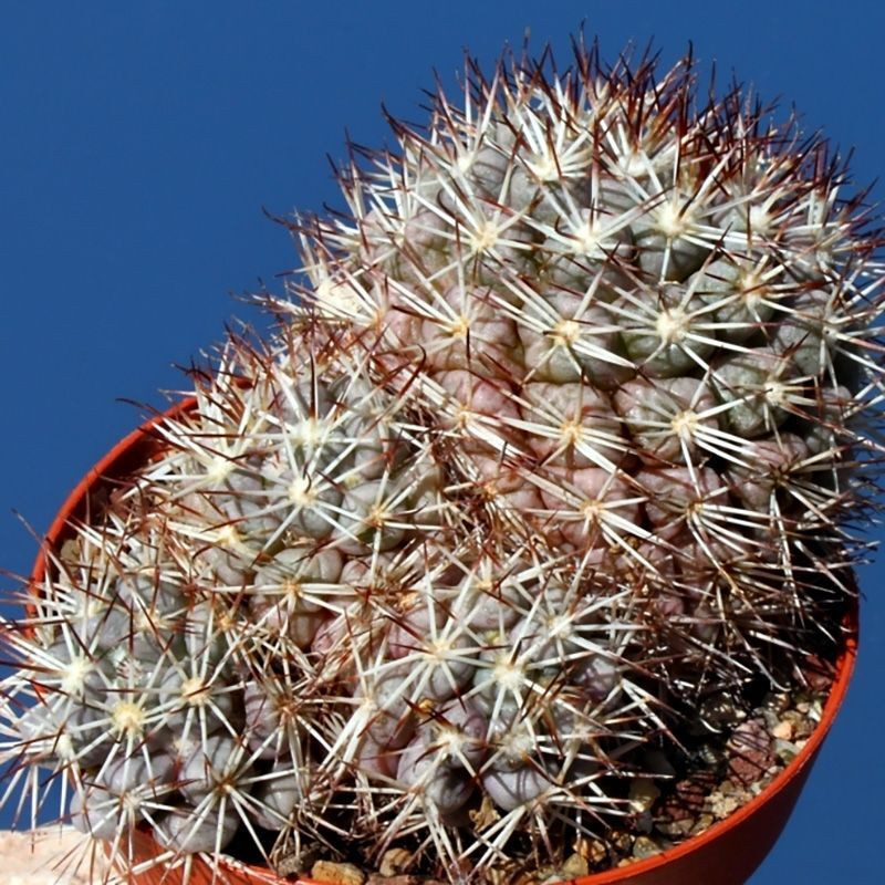 Mammillaria Schumannii seeds - 10