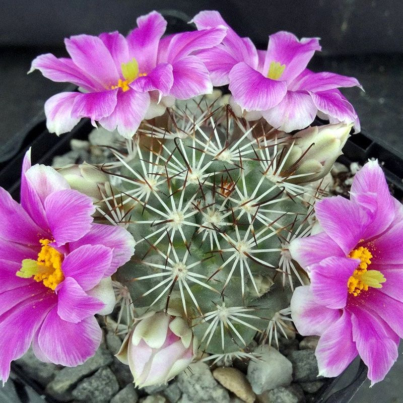 Mammillaria Schumannii seeds - 10