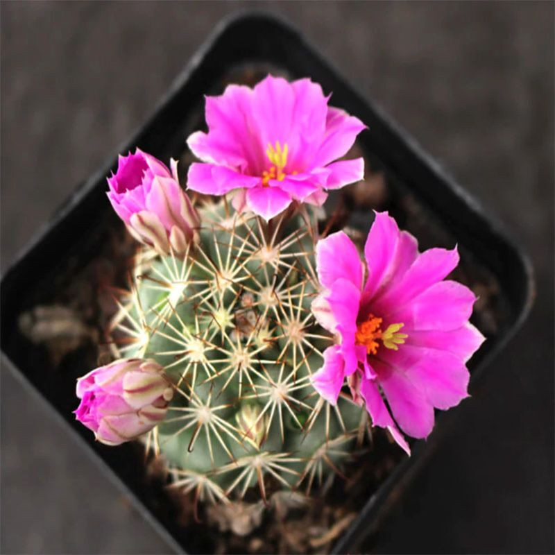 Mammillaria Schumannii seeds - 10