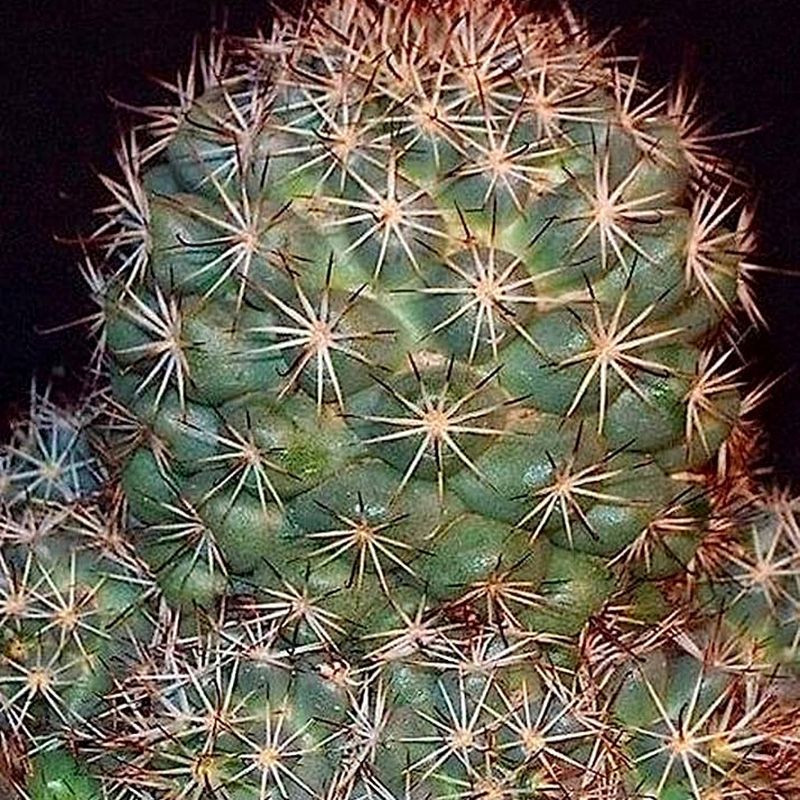 Mammillaria Schumannii seeds - 10