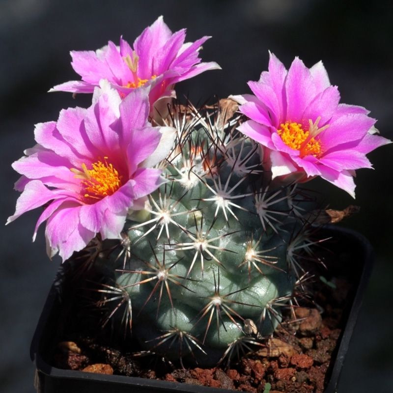 Mammillaria Schumannii seeds - 10