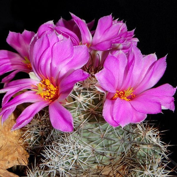 Mammillaria Schumannii seeds - 10