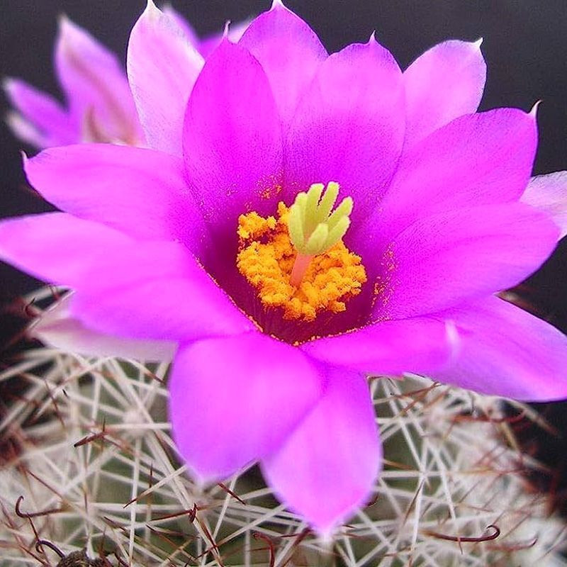 Mammillaria Schumannii seeds - 10