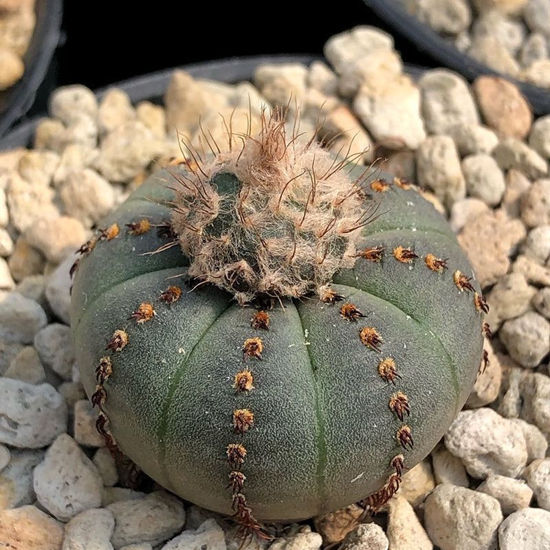 Cactus Frailea Castanea seeds (Castanea asteroides var. backebergii) - 10