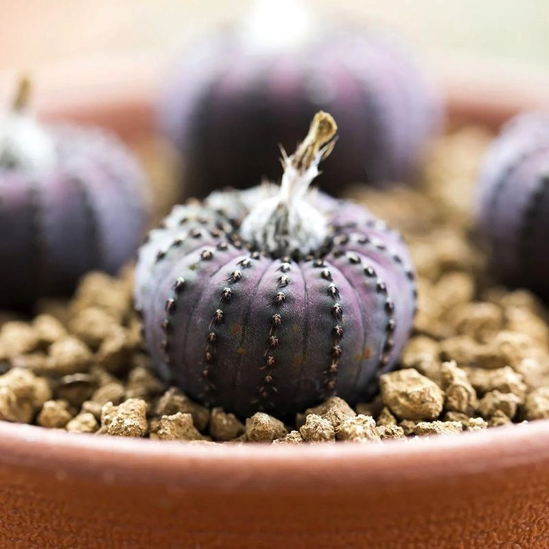 Cactus Frailea Castanea seeds (Castanea asteroides var. backebergii) - 10