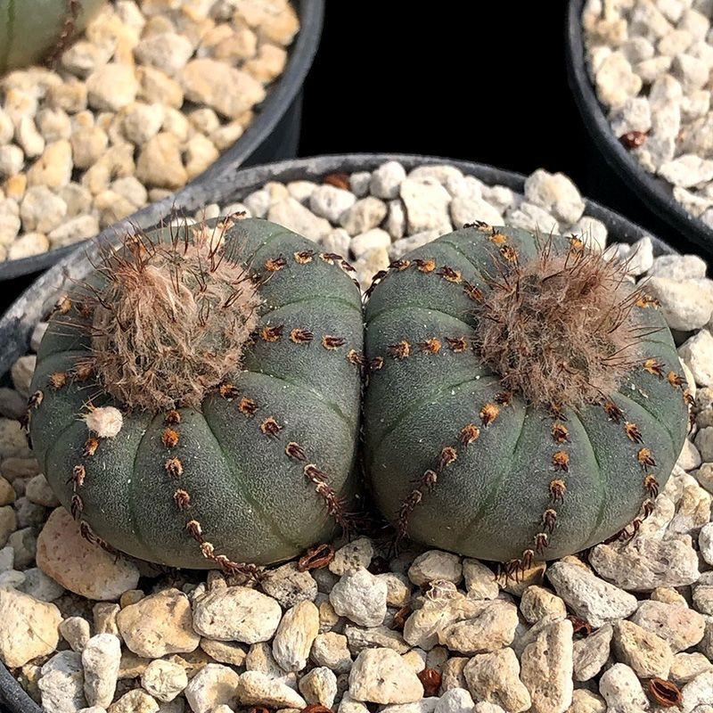 Cactus Frailea Castanea seeds (Castanea asteroides var. backebergii) - 10